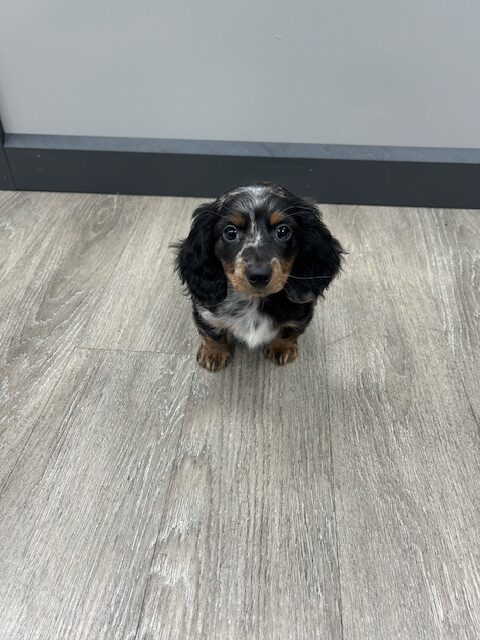 [#M00011] Black and Silver Dapple F Dachshund Puppies for Sale