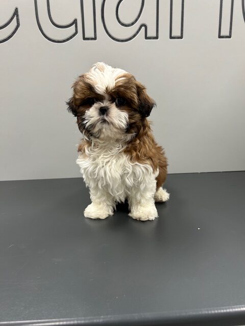 [#25115-02] Chocolate / White F Shih Tzu Puppies for Sale