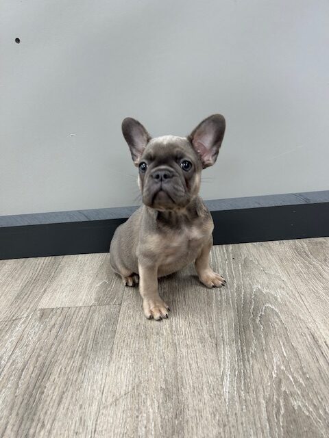 [#25136-02] Blue F French Bulldog Puppies for Sale