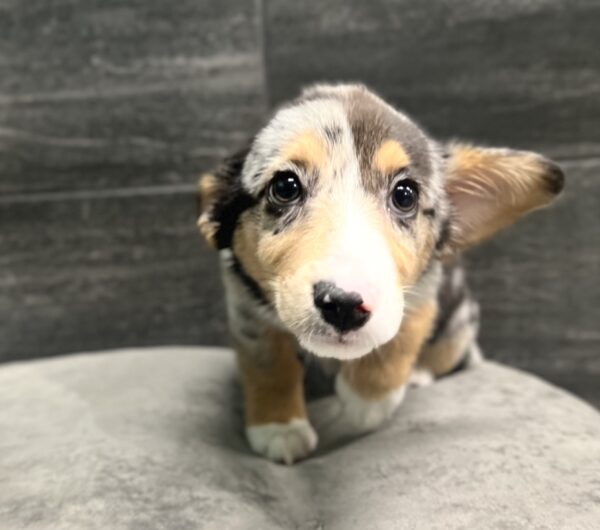 [#2549-08] Blue Merle F Toy Australian Shepherd/Pembroke Welsh Corgi Puppies for Sale