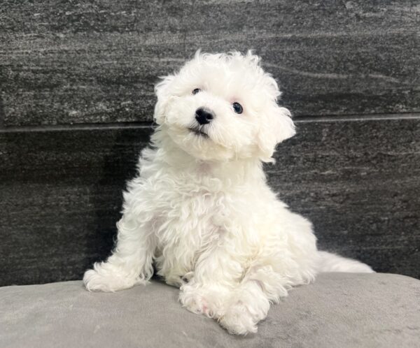 [#M00743] White M Bichon Frise Puppies for Sale