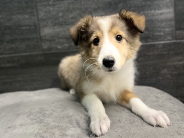 [#M00971] Sable and White F Shetland Sheepdog Puppies for Sale