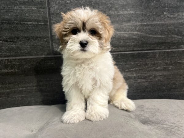 [#L16427] Blue and White M Teddy Bear Puppies for Sale