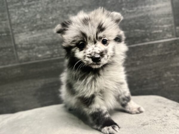 [#25117-05] F Pomeranian Puppies for Sale
