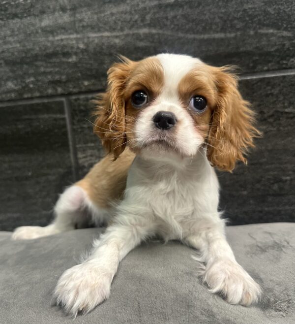 [#2534-06] Blenheim F Cavalier King Charles Spaniel Puppies for Sale