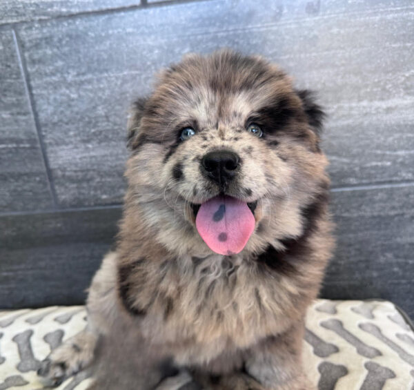 [#25115-01] F Chow Chow Puppies for Sale